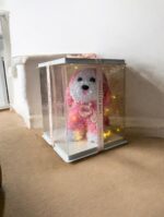 Ekselans EK-221 - Rozenhond in Cadeaubox met LED-verlichting – 26 x 33 cm – "Love is Eternal" Design - Afbeelding 4